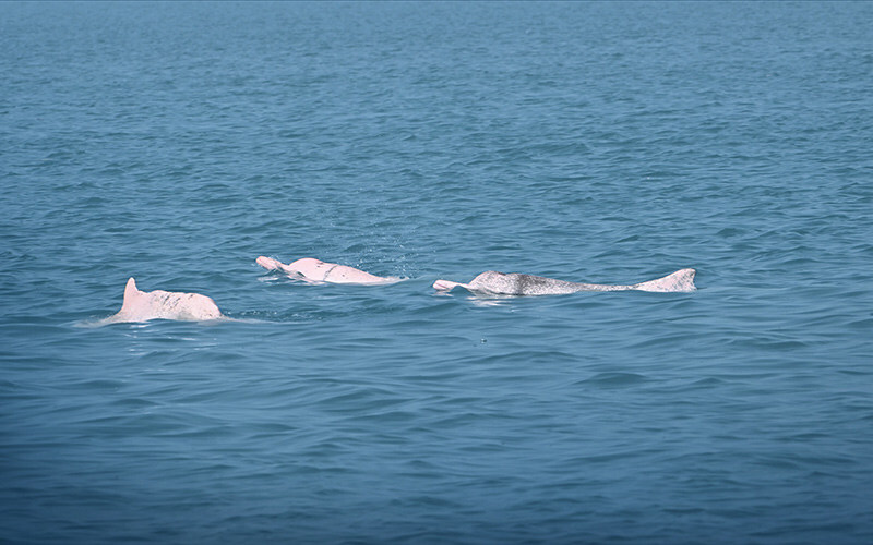 Huawei’s AI Solution Proves Effective in Saving Chinese White Dolphins
